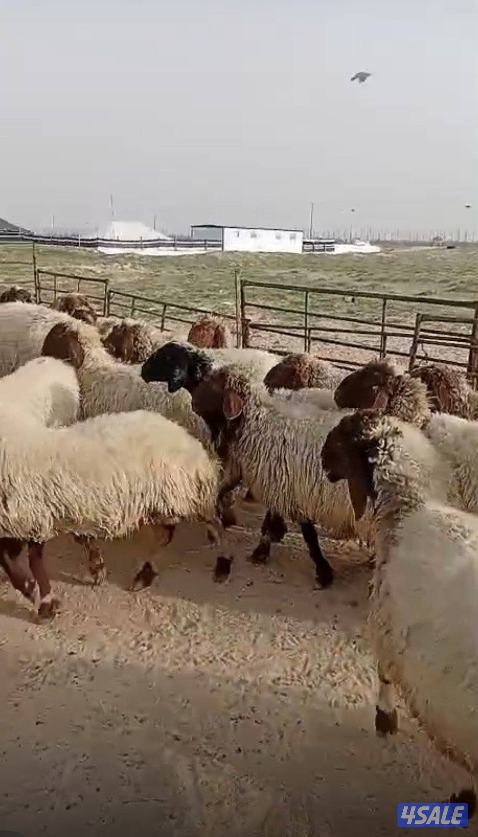 غنم للبيع العدد ٣٥3