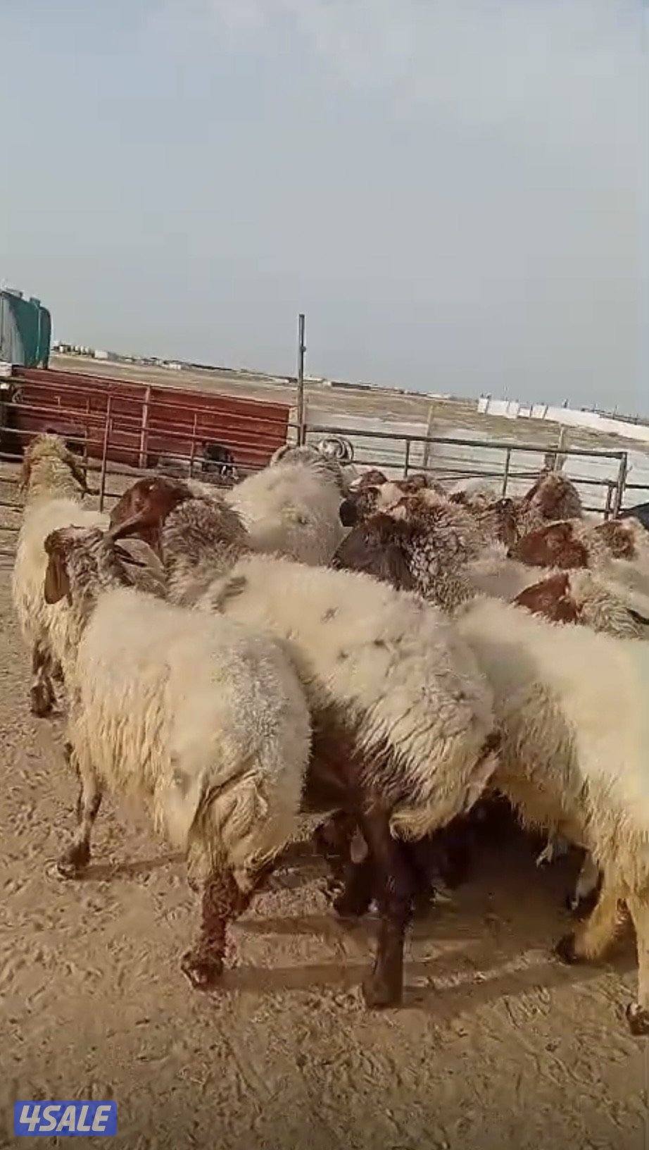 غنم للبيع العدد ٣٥5