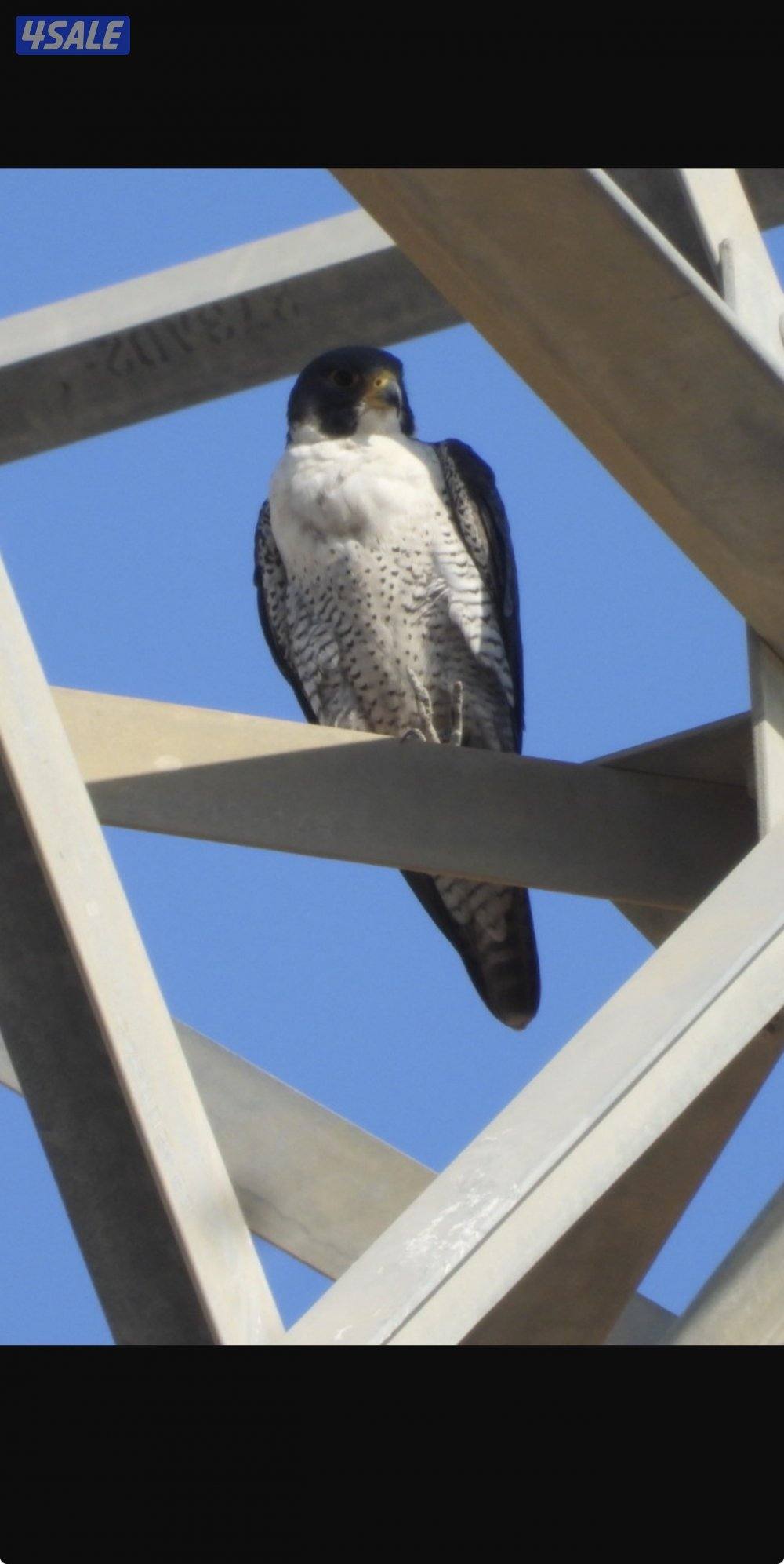 كامره نيكون شبه جديده4