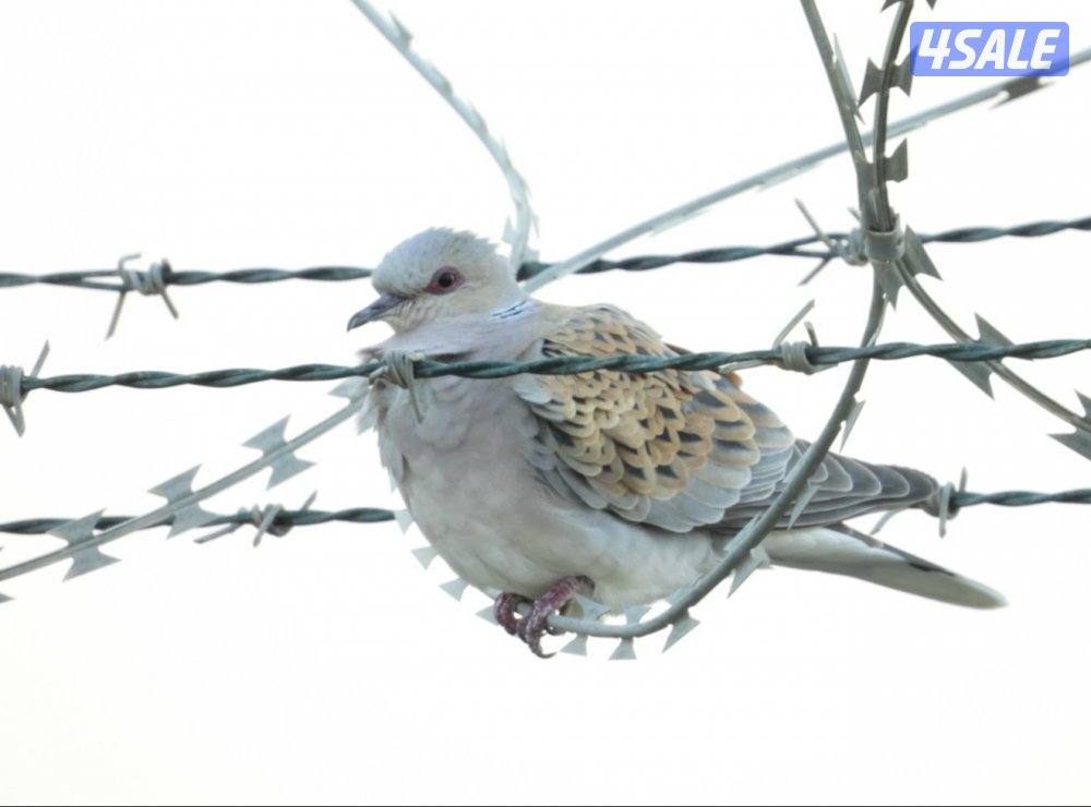 كامره نيكون شبه جديده5