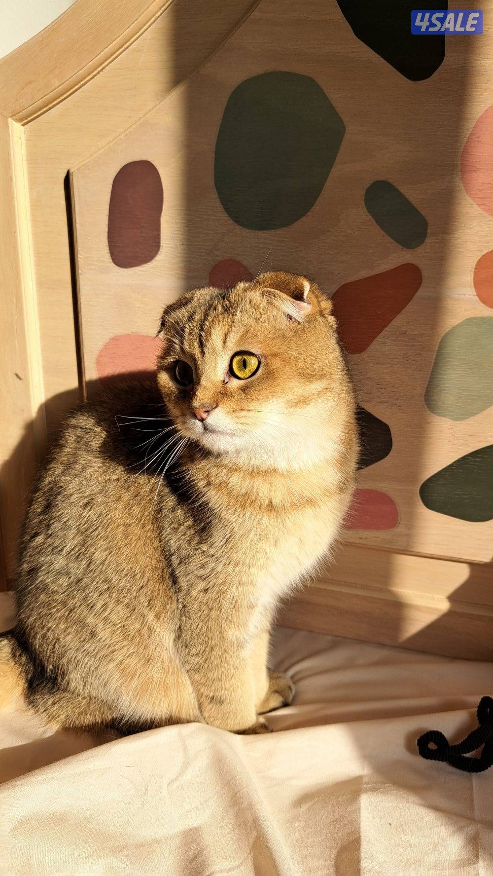 تم الحجز 🛑4