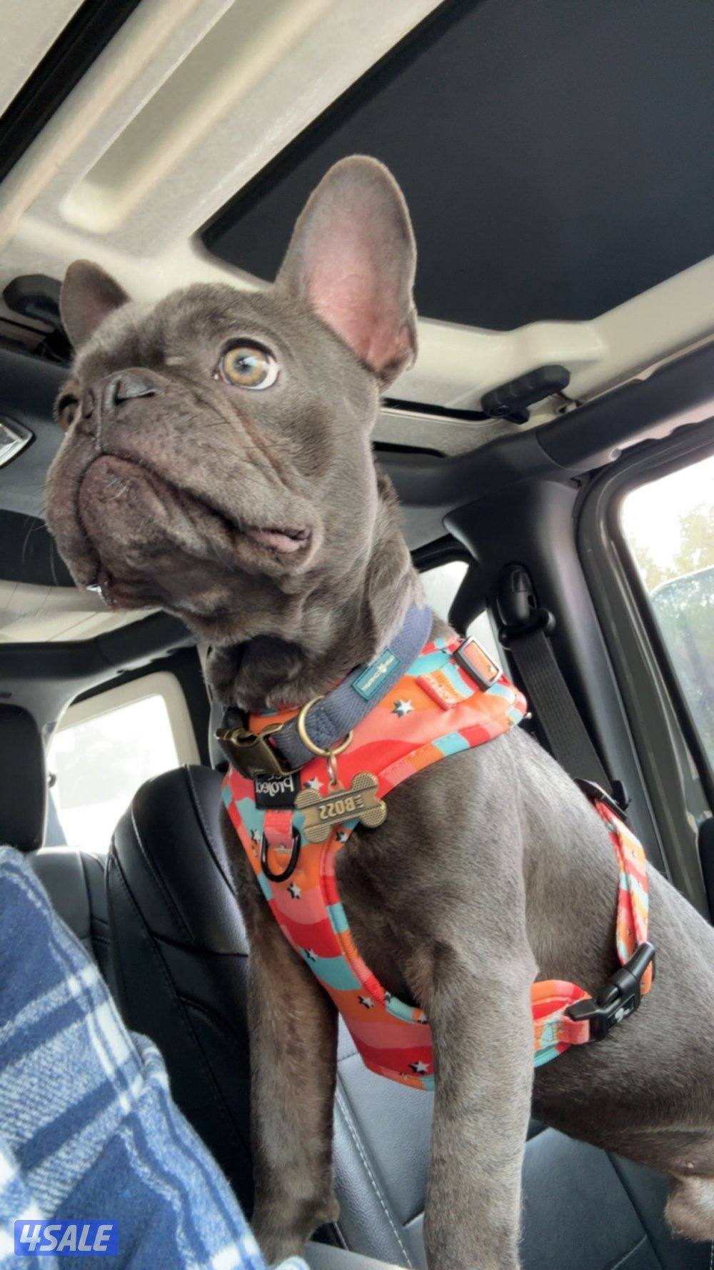 فرنش بولدوغ1