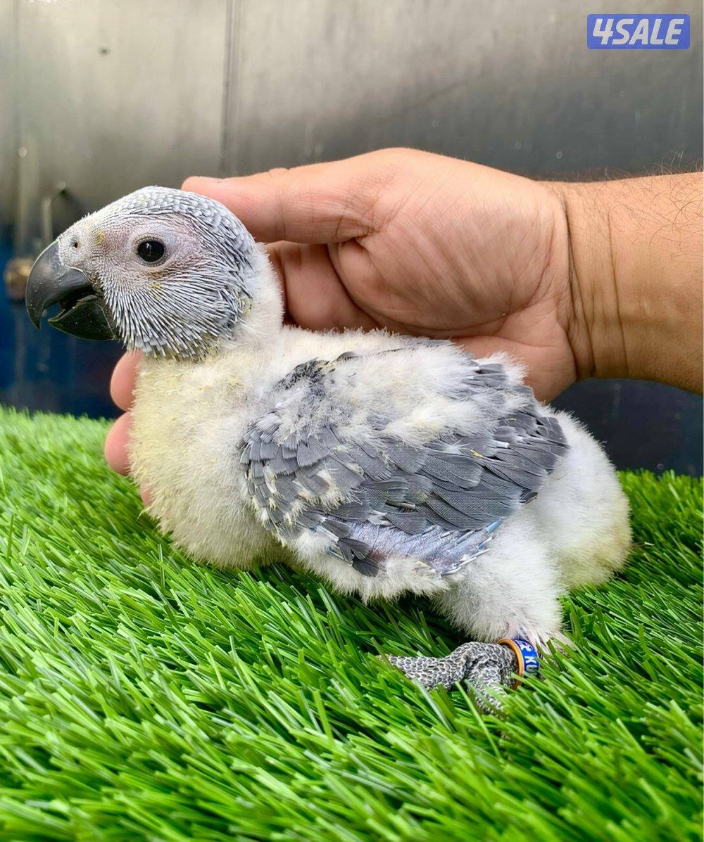 فرخ كاسكو أنتاج الكويت 🇰🇼0