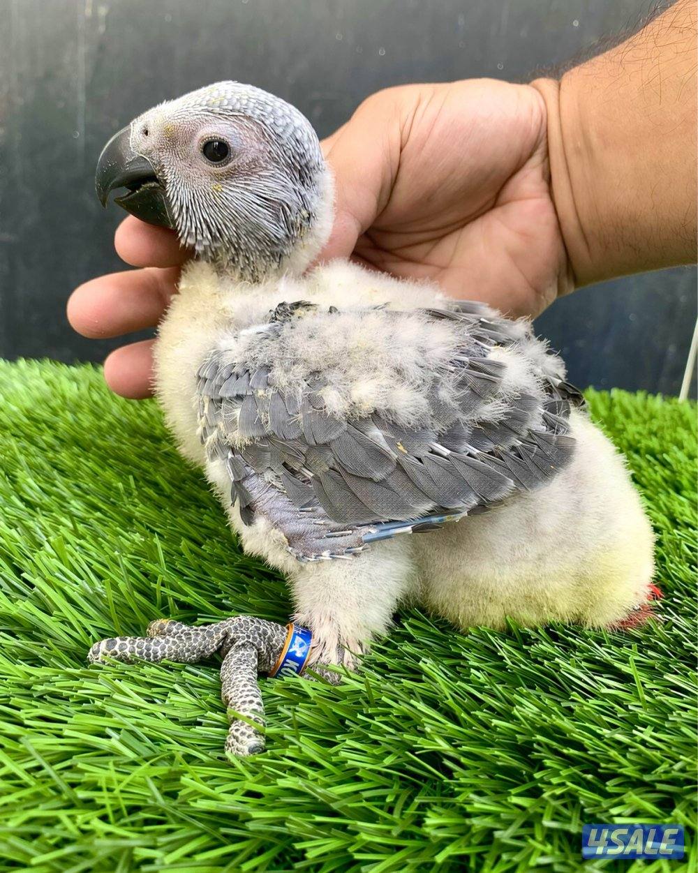 فرخ كاسكو أنتاج الكويت 🇰🇼1