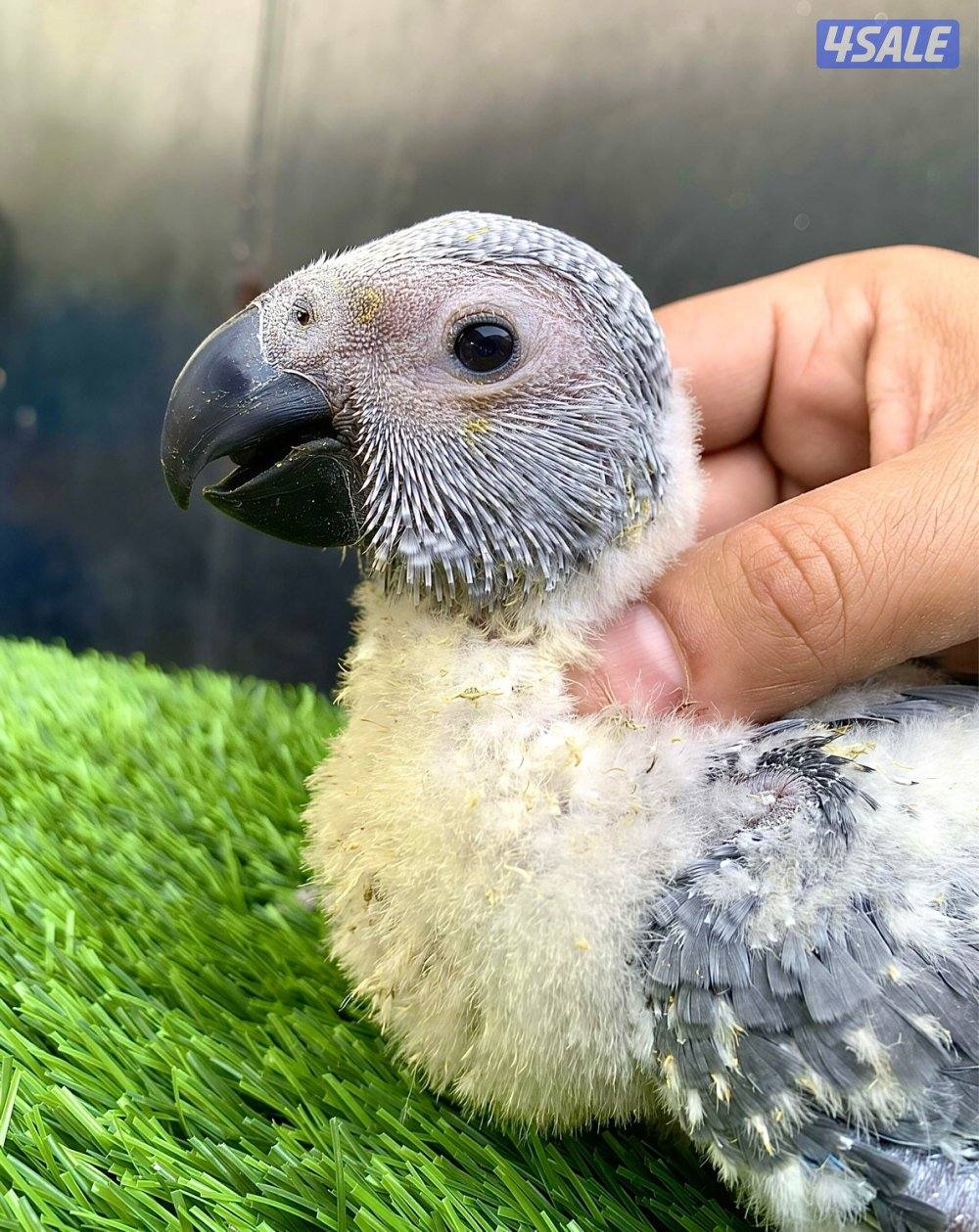 فرخ كاسكو أنتاج الكويت 🇰🇼2