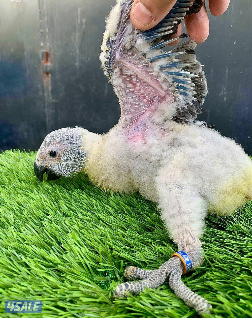 فرخ كاسكو أنتاج الكويت 🇰🇼3