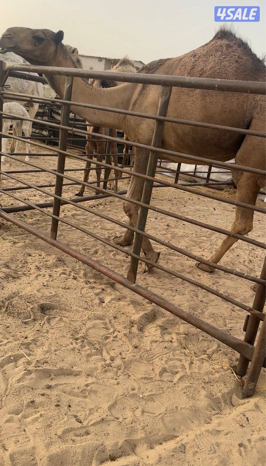 للبيع خلفه صفرا طيبه بسعر معقول0