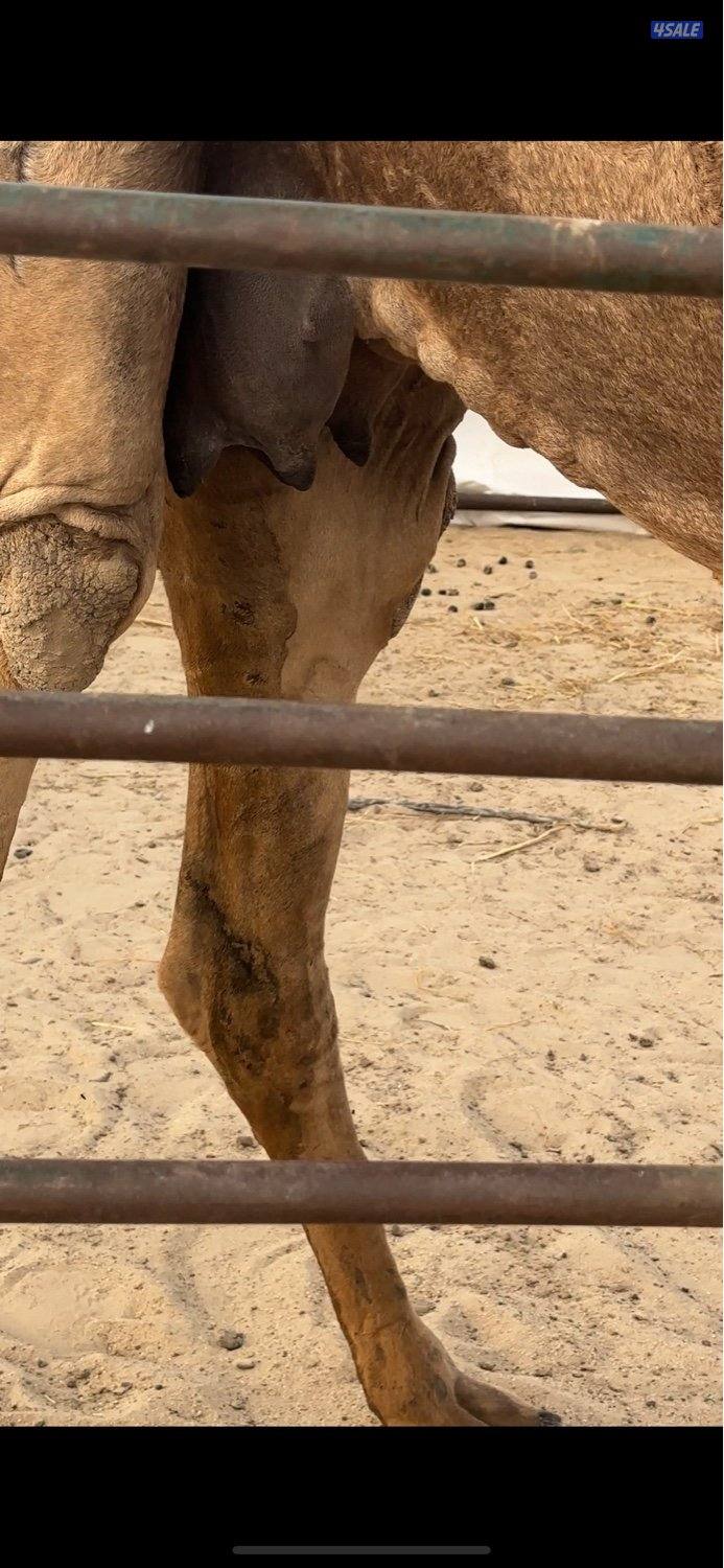 للبيع خلفه صفرا طيبه بسعر معقول1