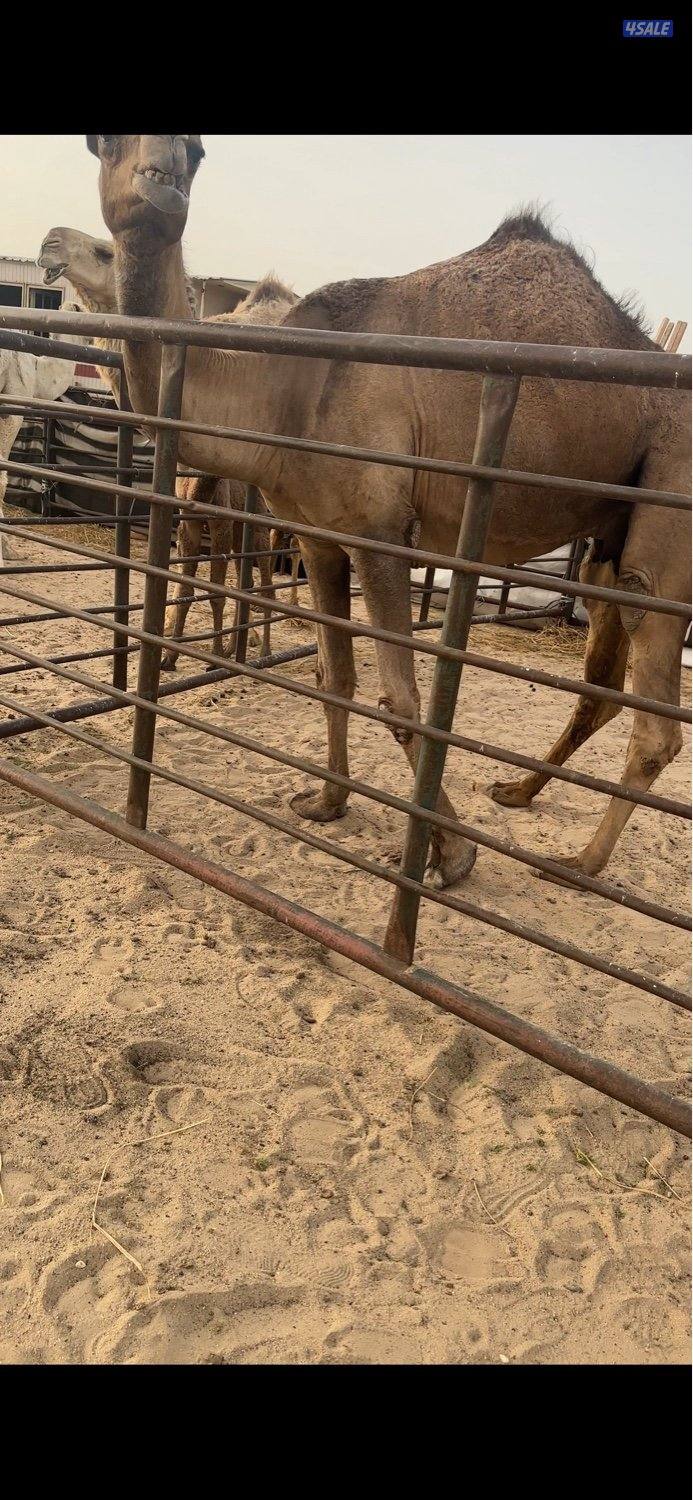 للبيع خلفه صفرا طيبه بسعر معقول4