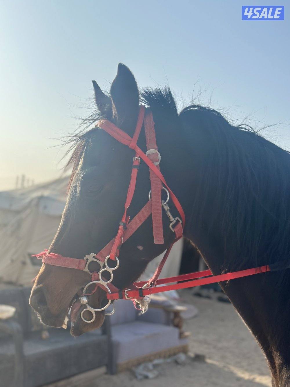 ‏للبيع حصان إنجليزي هادي0