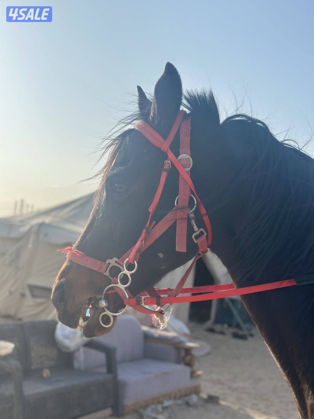 ‏للبيع حصان إنجليزي هادي1