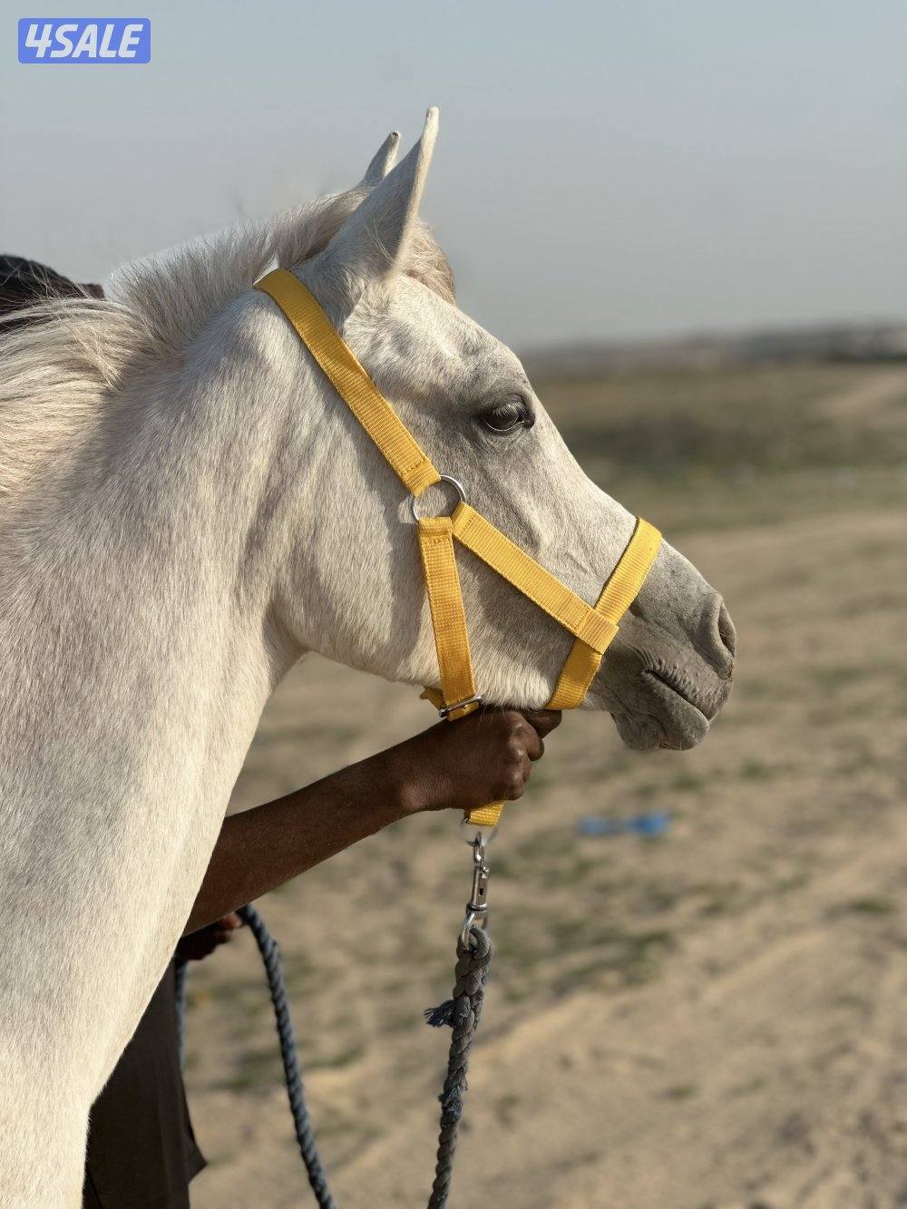 ‏للبيع مهرة مصرية0