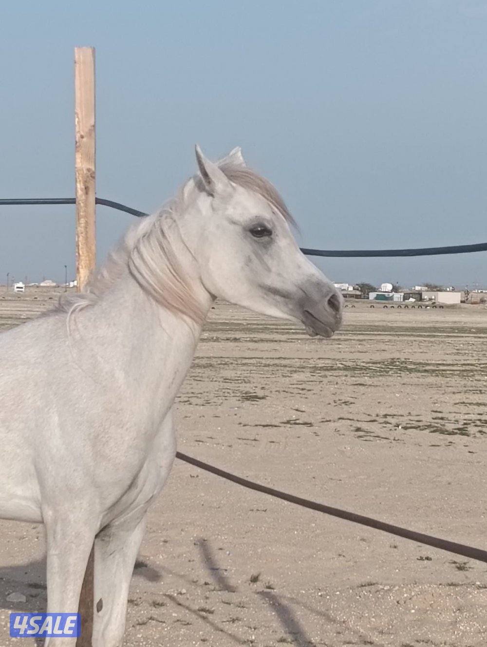 ‏للبيع مهرة مصرية2