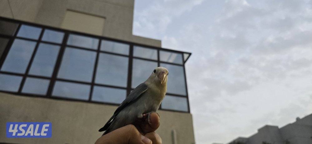 لوف بيرد ربوه0