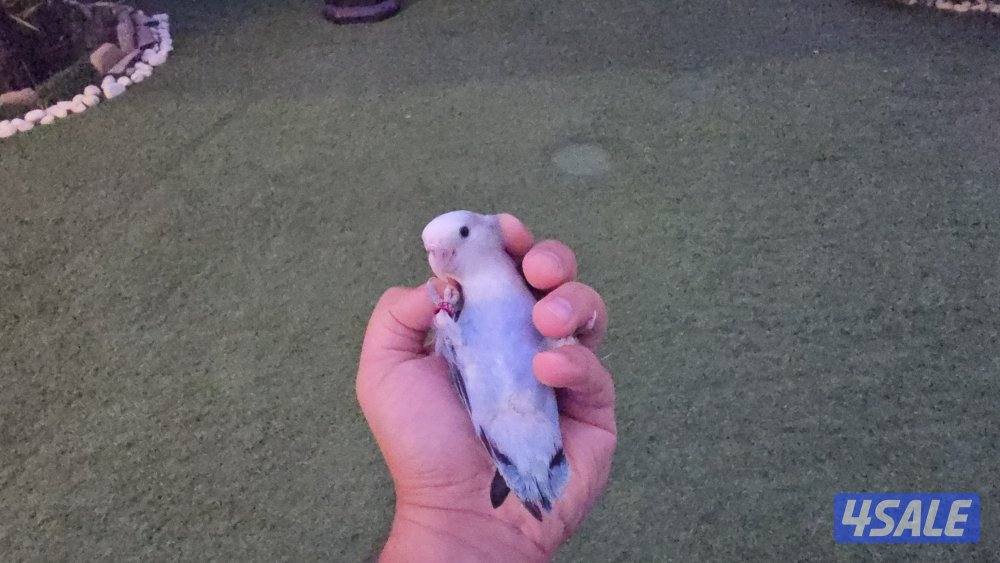 لوف بيرد ربوه2