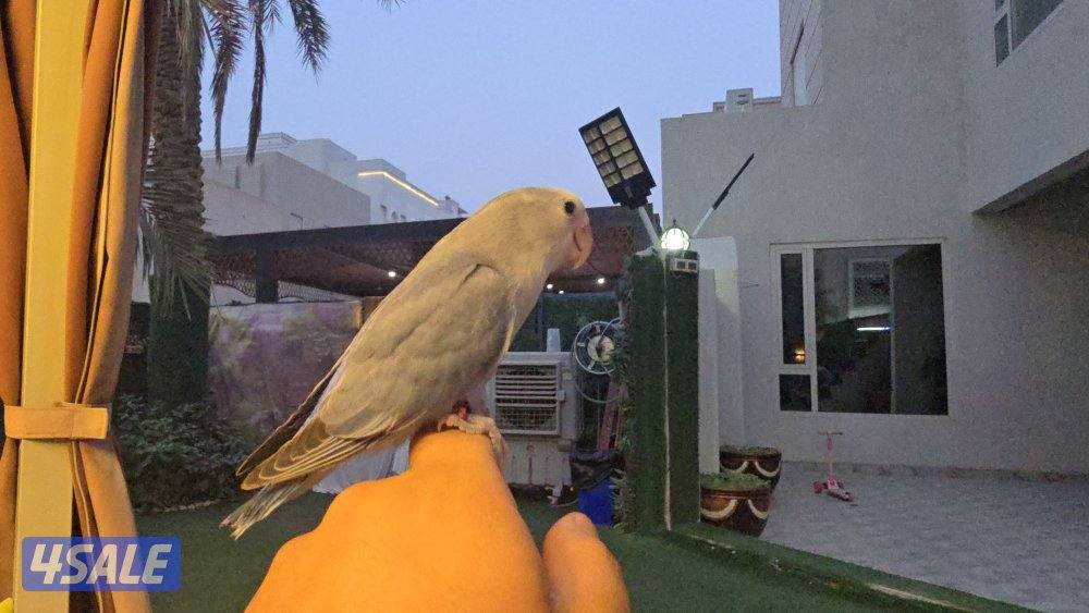 لوف بيرد ربوه3