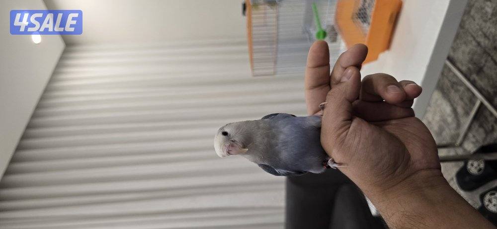 لوف بيرد ربوه4