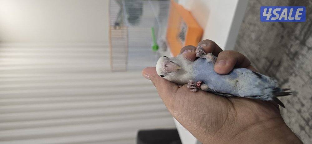 لوف بيرد ربوه5