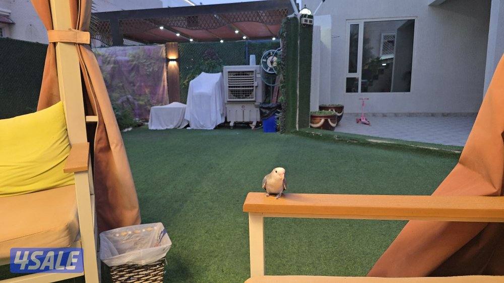 لوف بيرد ربوه6