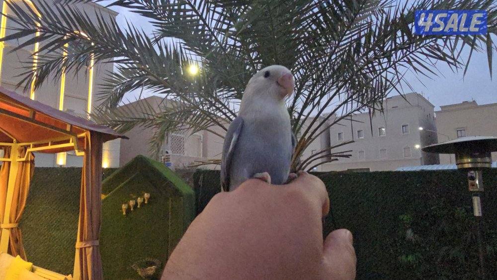 لوف بيرد ربوه7