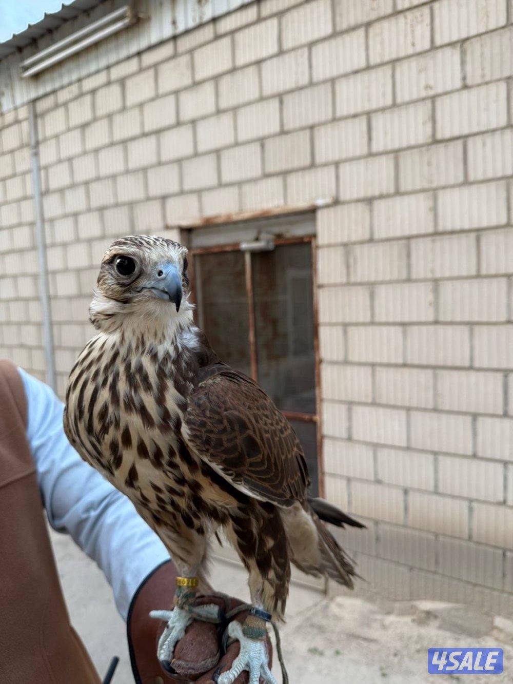 للبيع حر من حر0