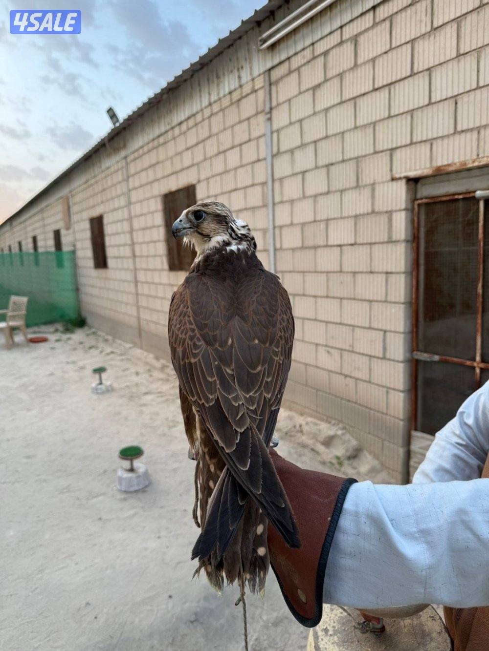 للبيع حر من حر1