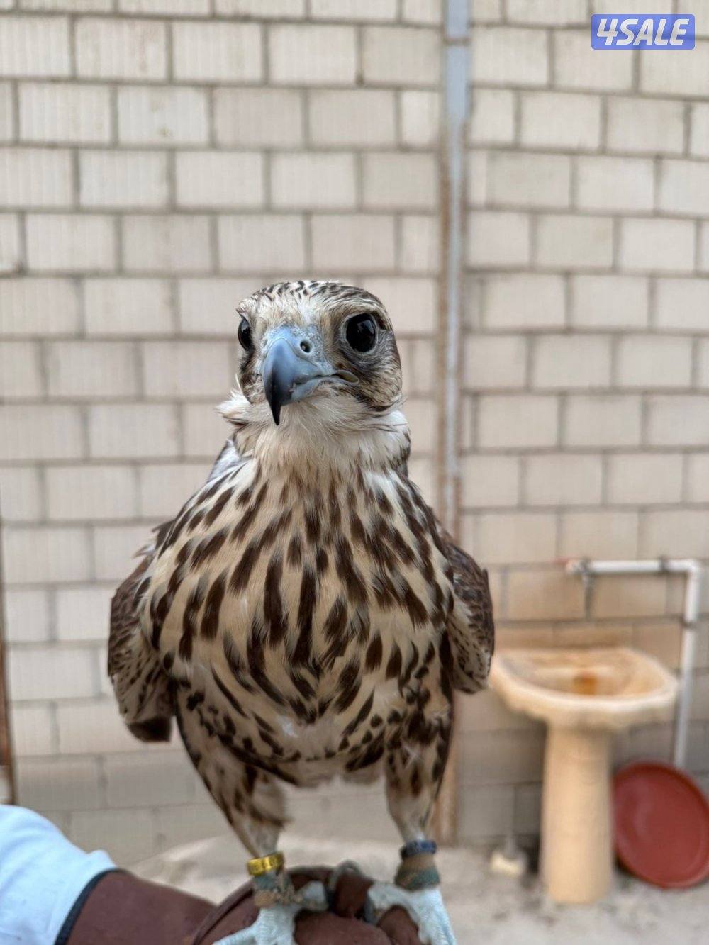 للبيع حر من حر2