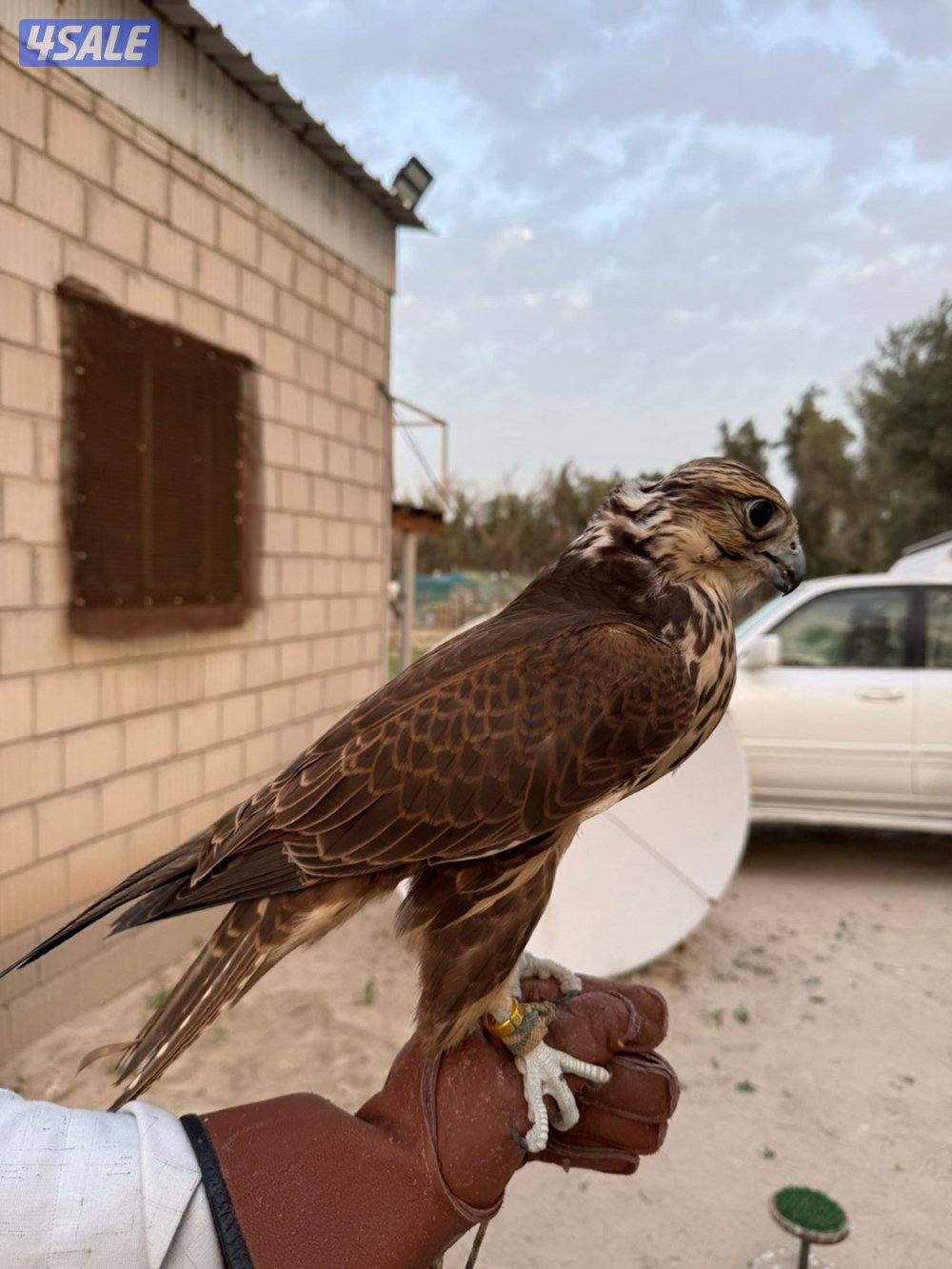 للبيع حر من حر3