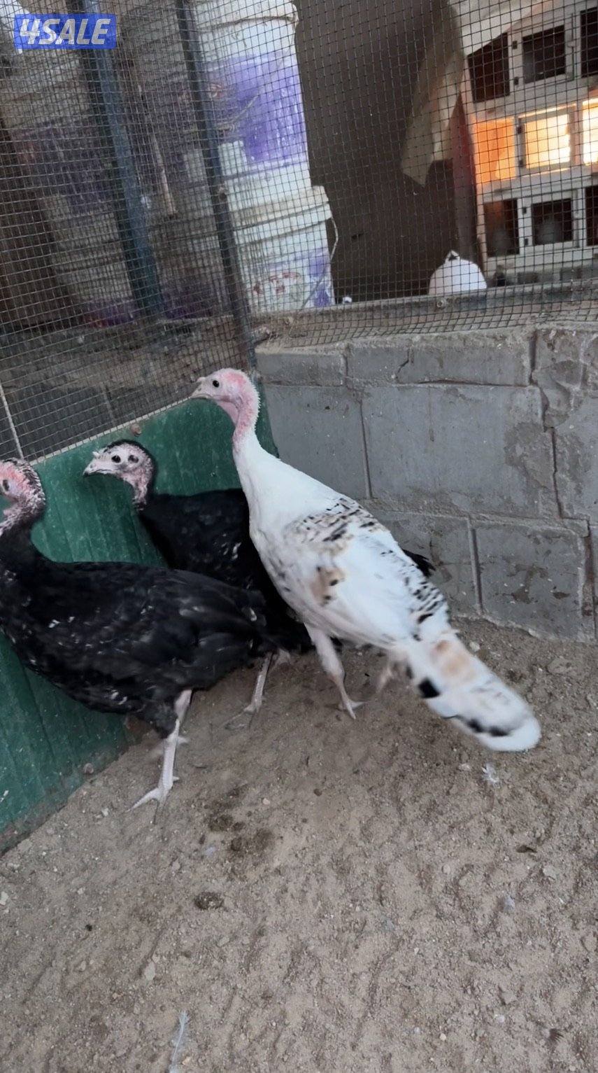 دجاج فيومي ودجاج رومي2