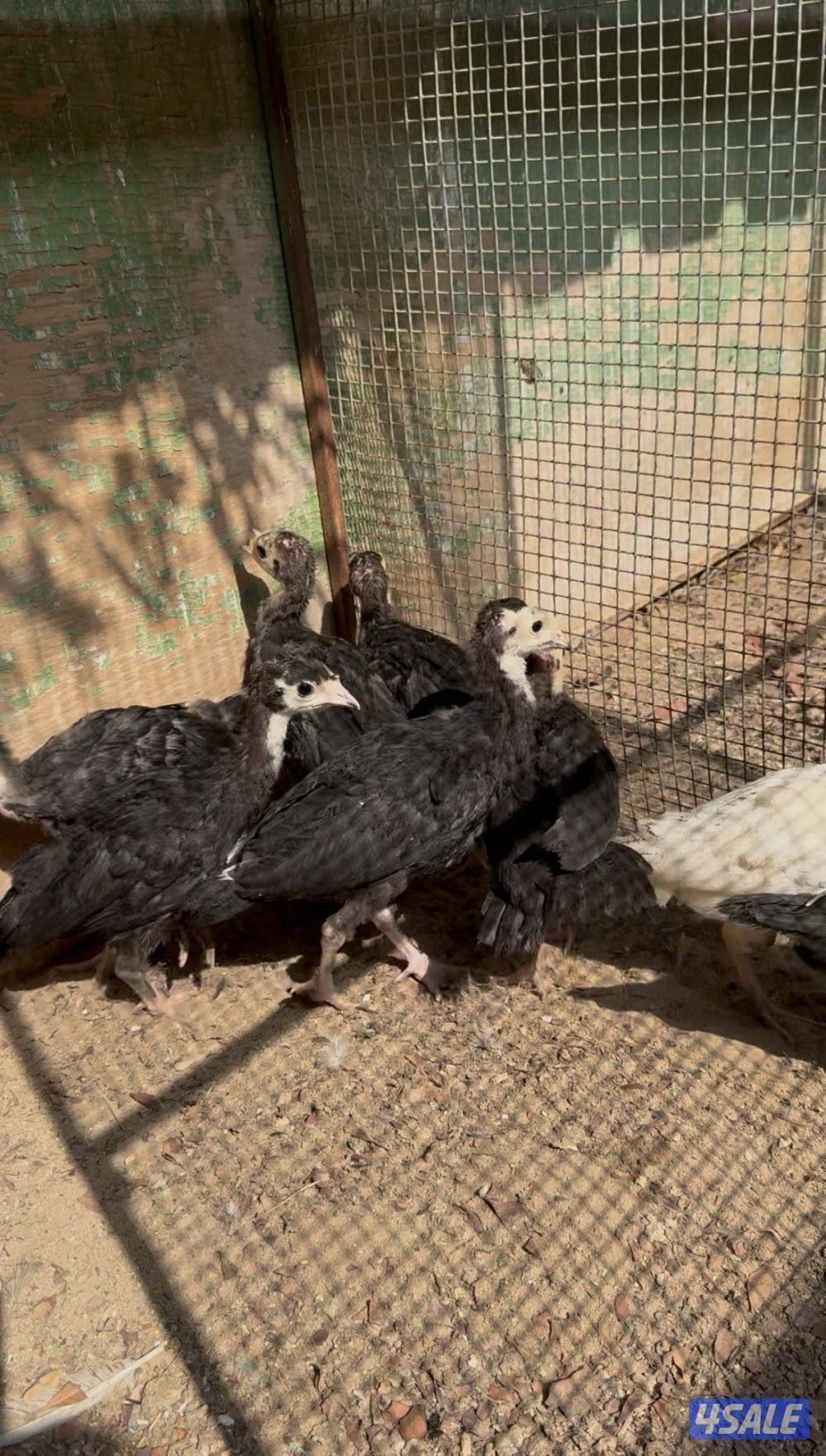 دجاج فيومي ودجاج رومي1