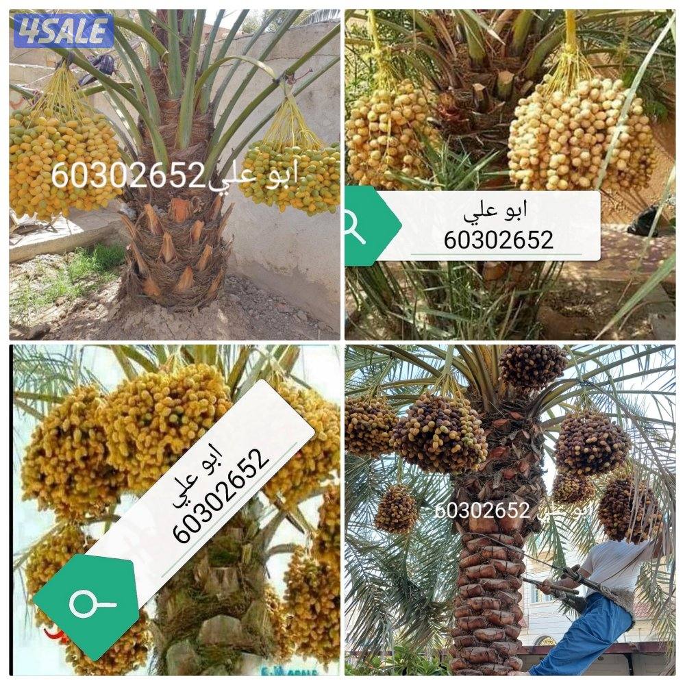 🌴ابو على جميع نظافه النخل🌴 خبره ٢٠ عاما جميع قص الاشجار اسعار مغرية3