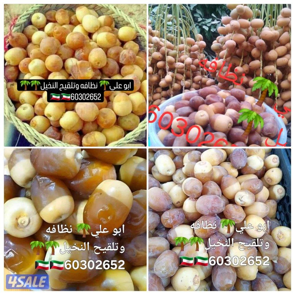 🌴ابو على جميع نظافه النخل🌴 خبره ٢٠ عاما جميع قص الاشجار اسعار مغرية4