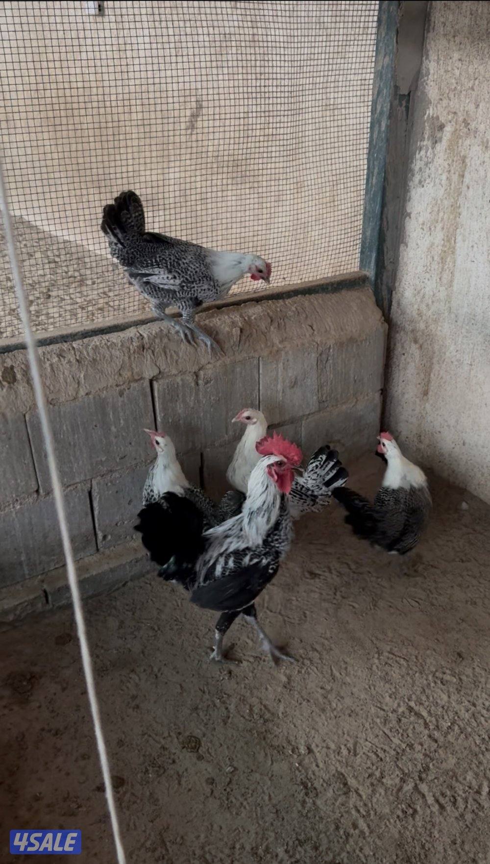 دجاج فيومي ودجاج رومي4