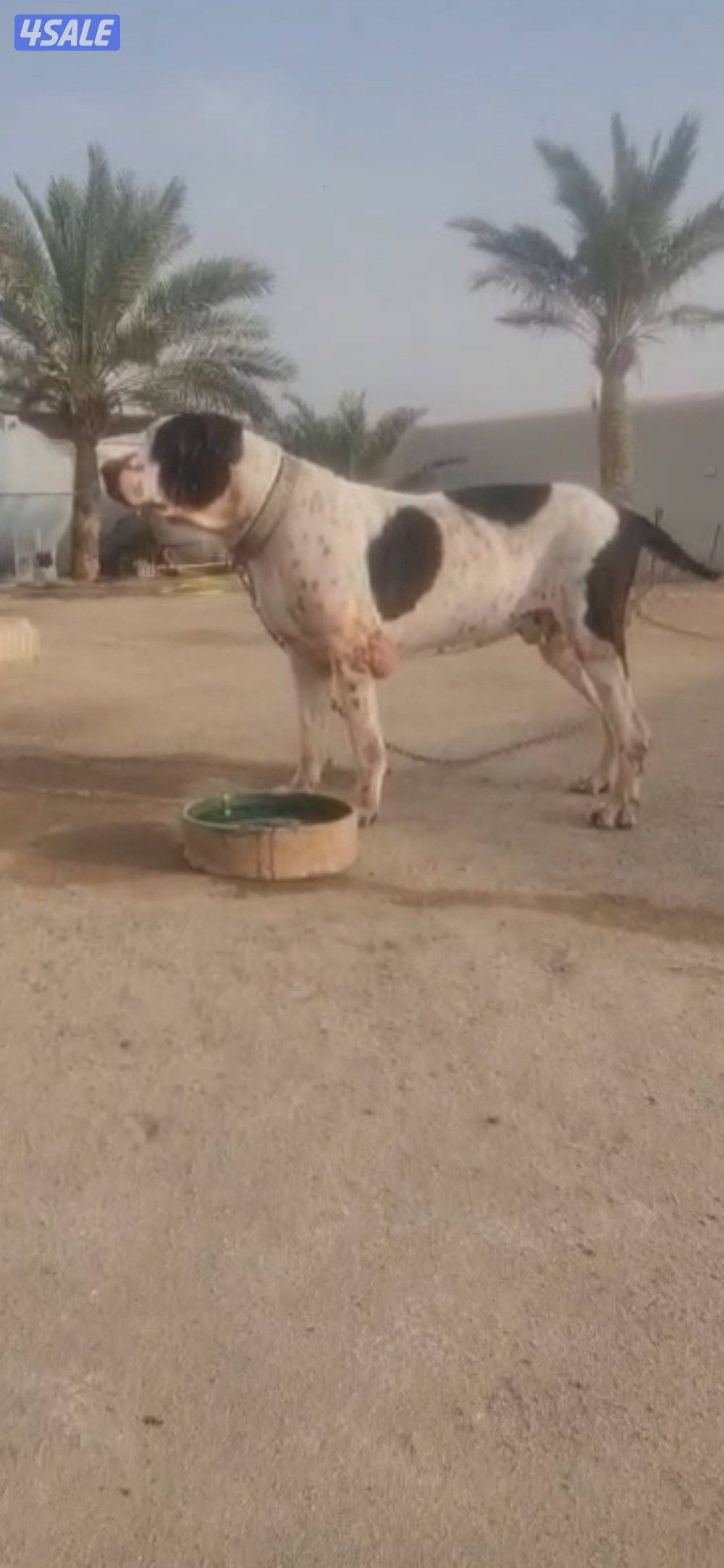 بولي كوتا باكستاني1