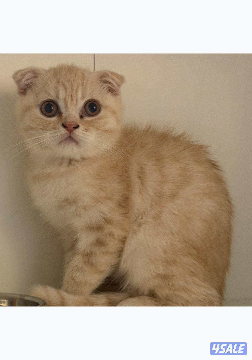 كيتن سكوتش فولد creamy0