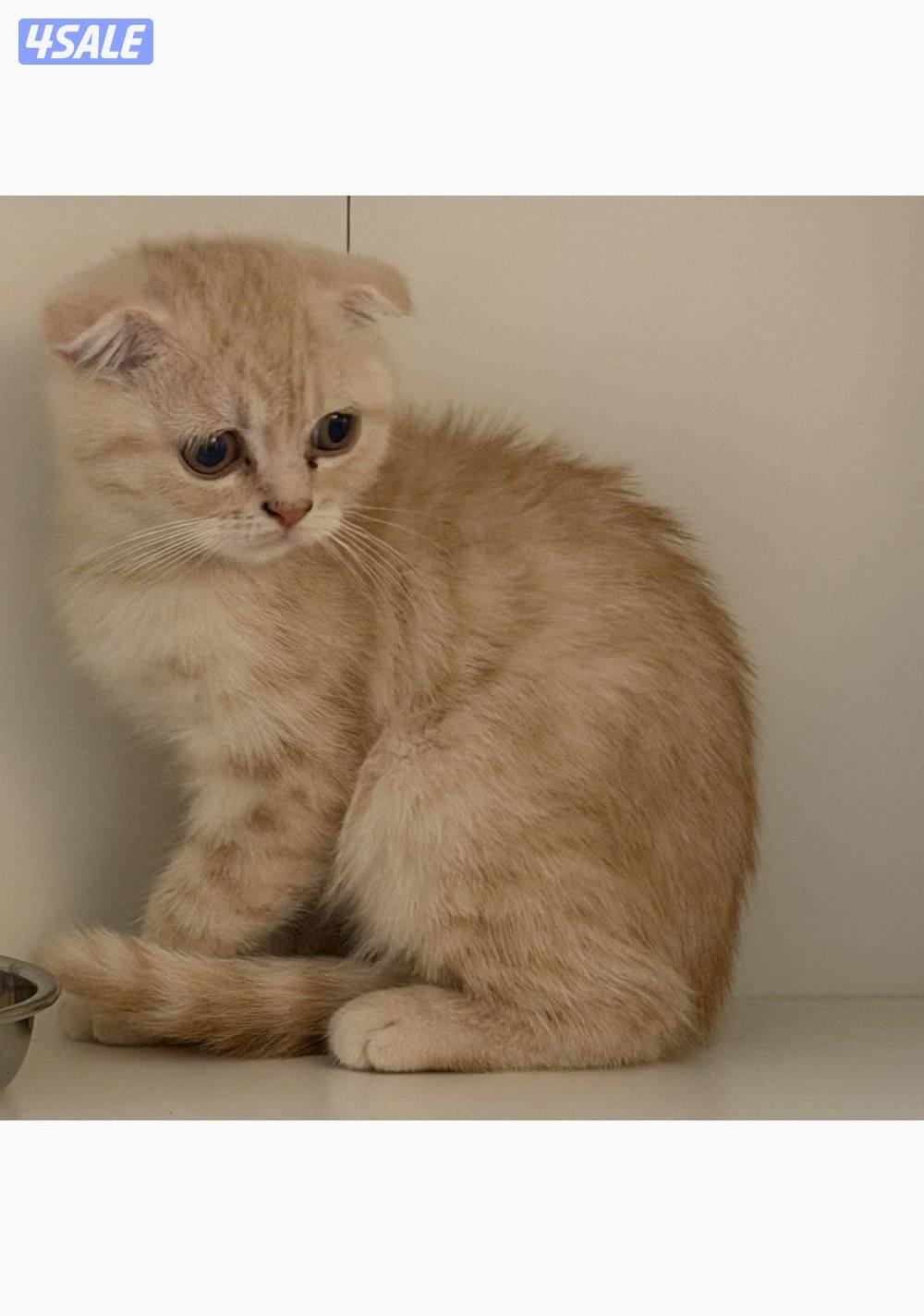 كيتن سكوتش فولد creamy1