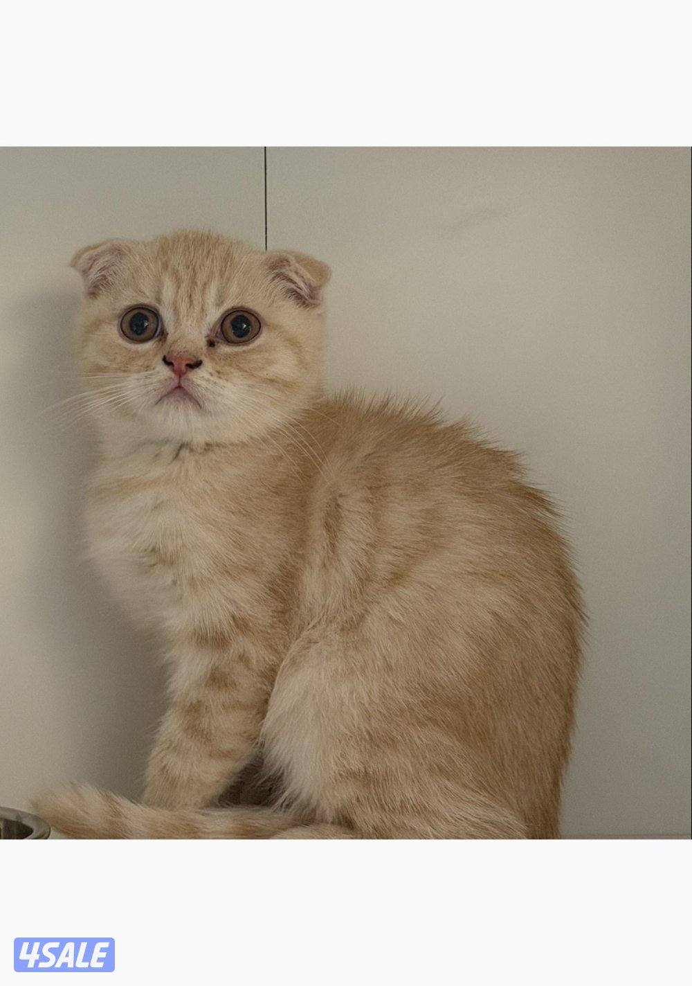 كيتن سكوتش فولد creamy2