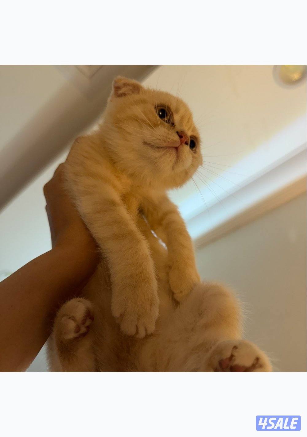 كيتن سكوتش فولد creamy3