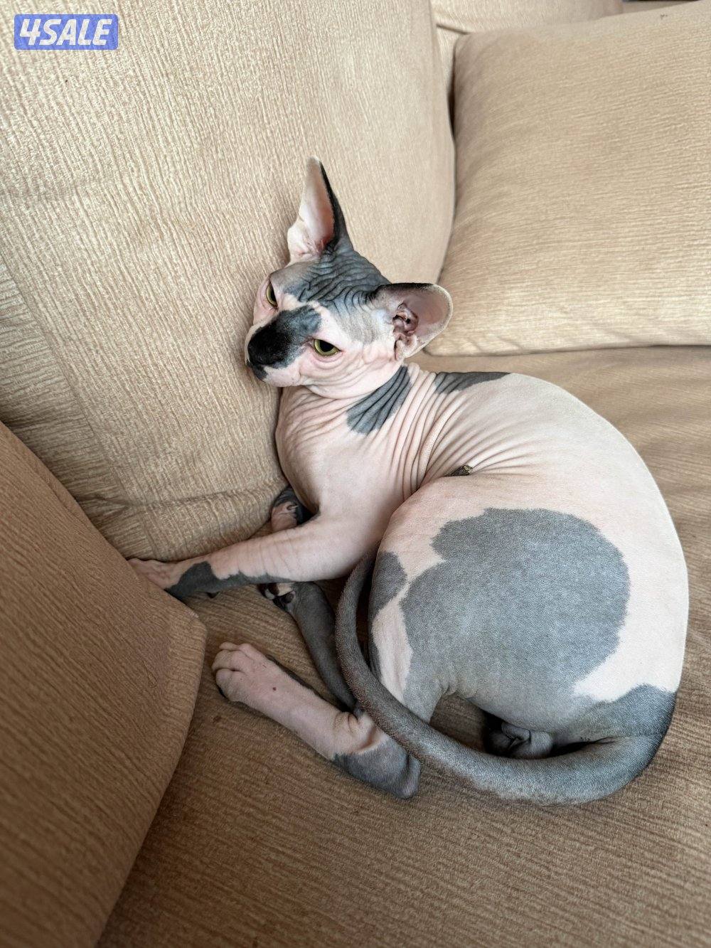 للبيع قط نوع سفينكس مطعم العمر عشر شهور ذكر للتواصل واتساب1