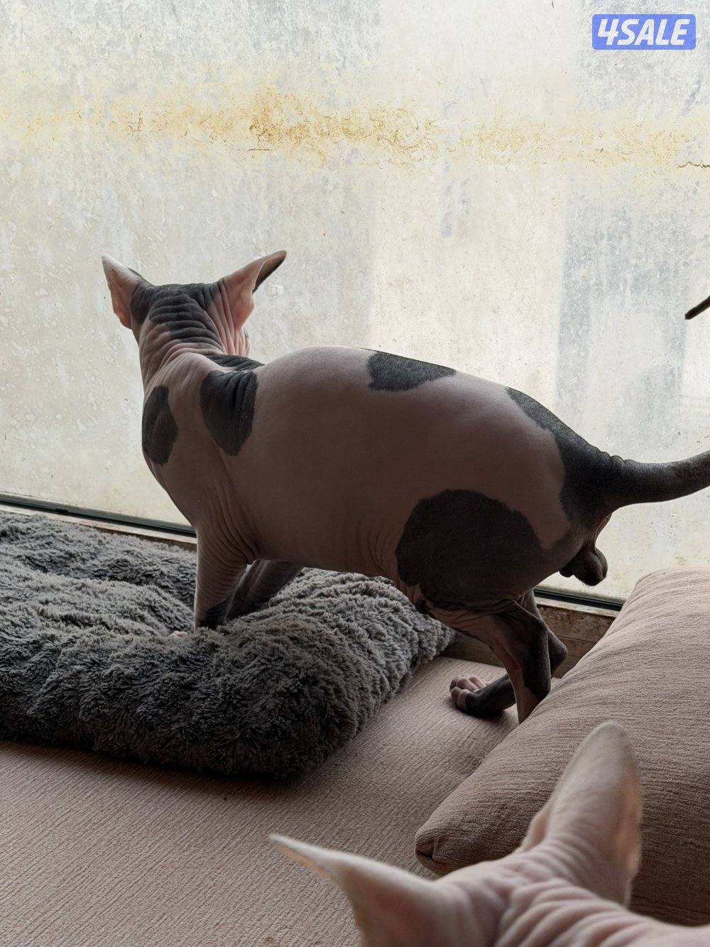 للبيع قط نوع سفينكس مطعم العمر عشر شهور ذكر للتواصل واتساب3