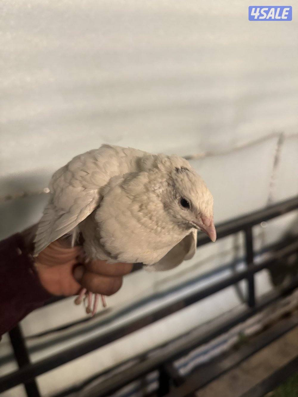 فري ياباني فاخر والوان طيبه Japonica0