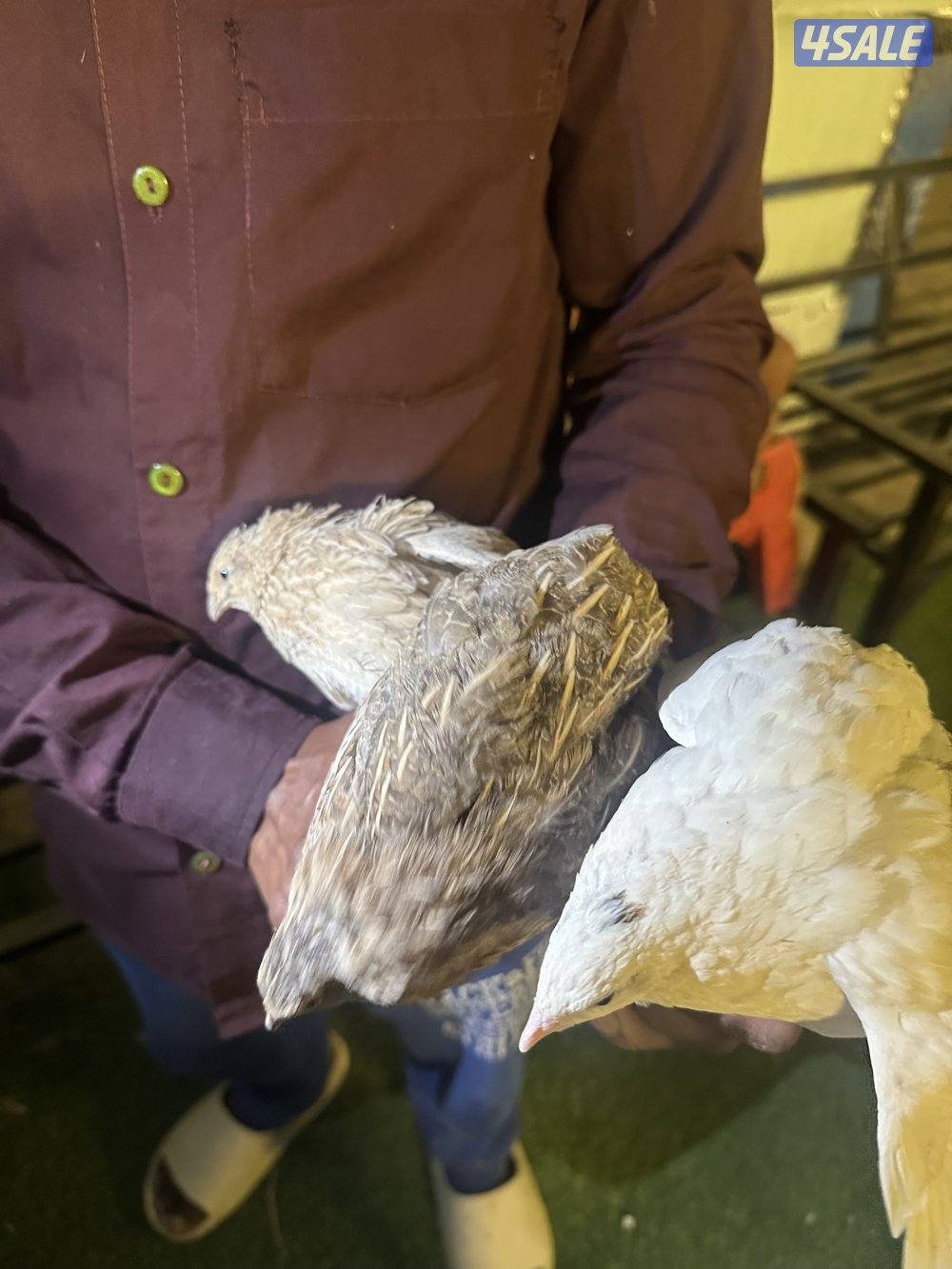 فري ياباني فاخر والوان طيبه Japonica1