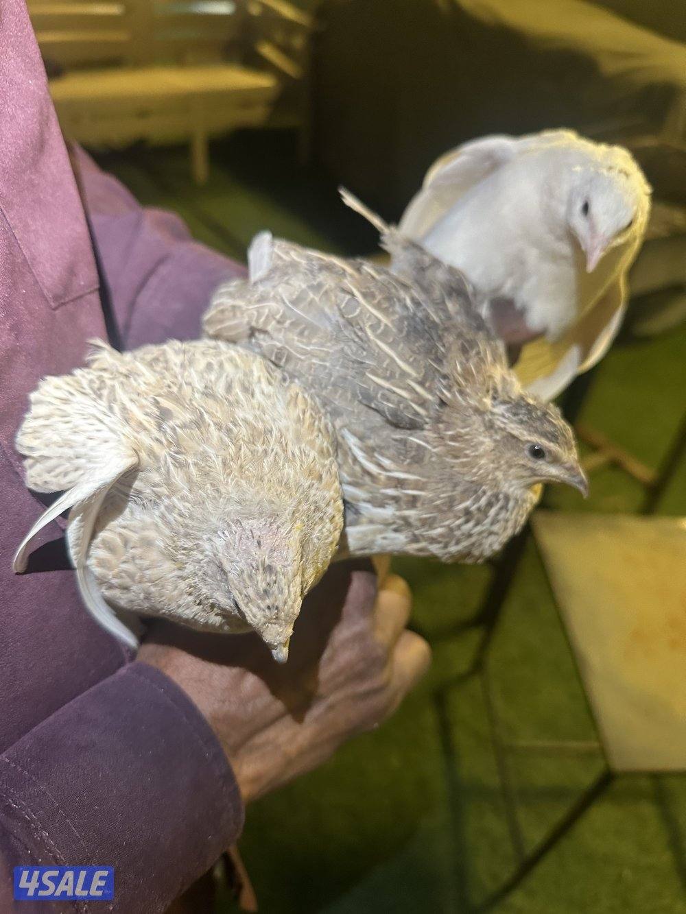 فري ياباني فاخر والوان طيبه Japonica2