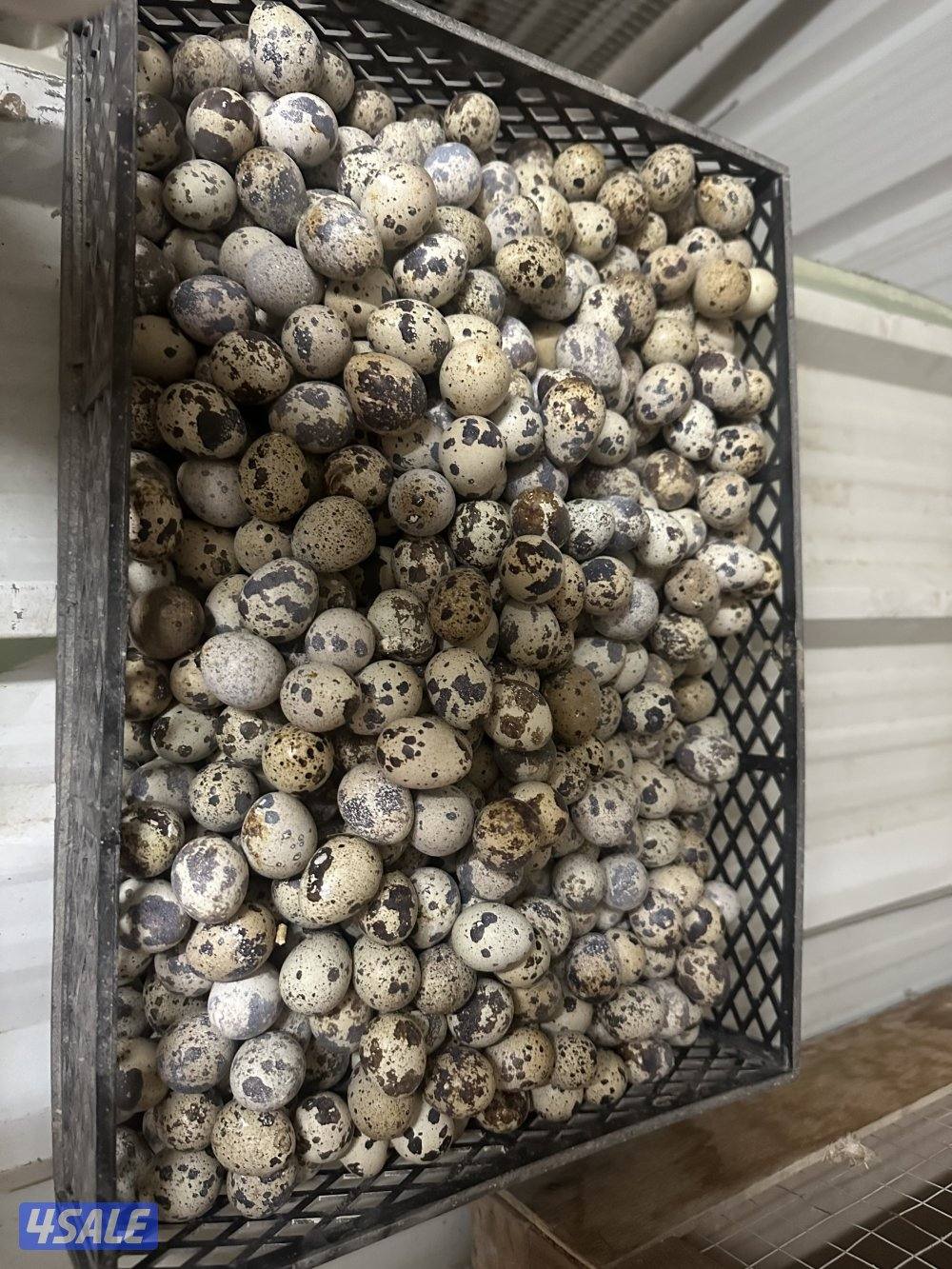 فري ياباني فاخر والوان طيبه Japonica3