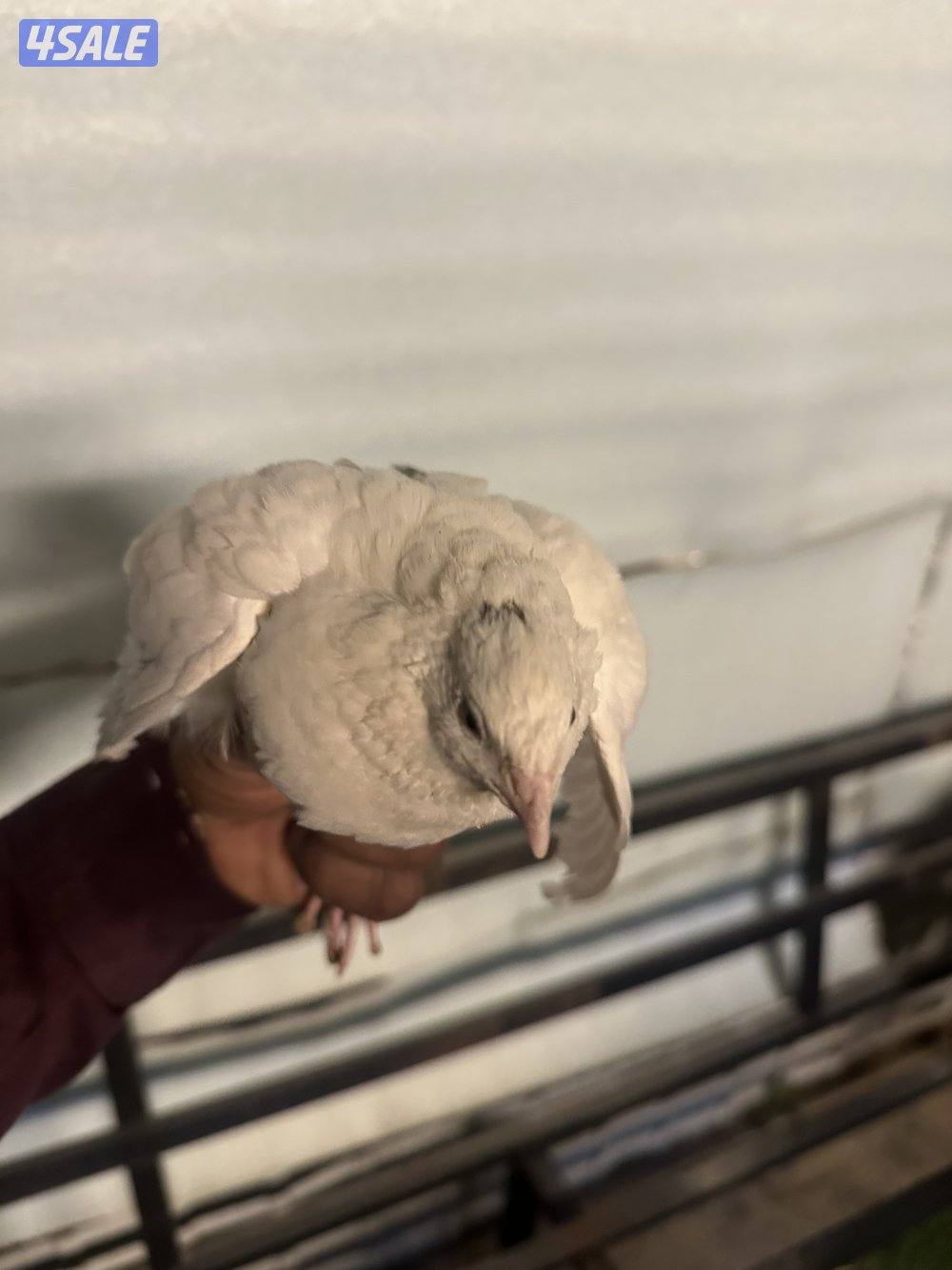 فري ياباني فاخر والوان طيبه Japonica5