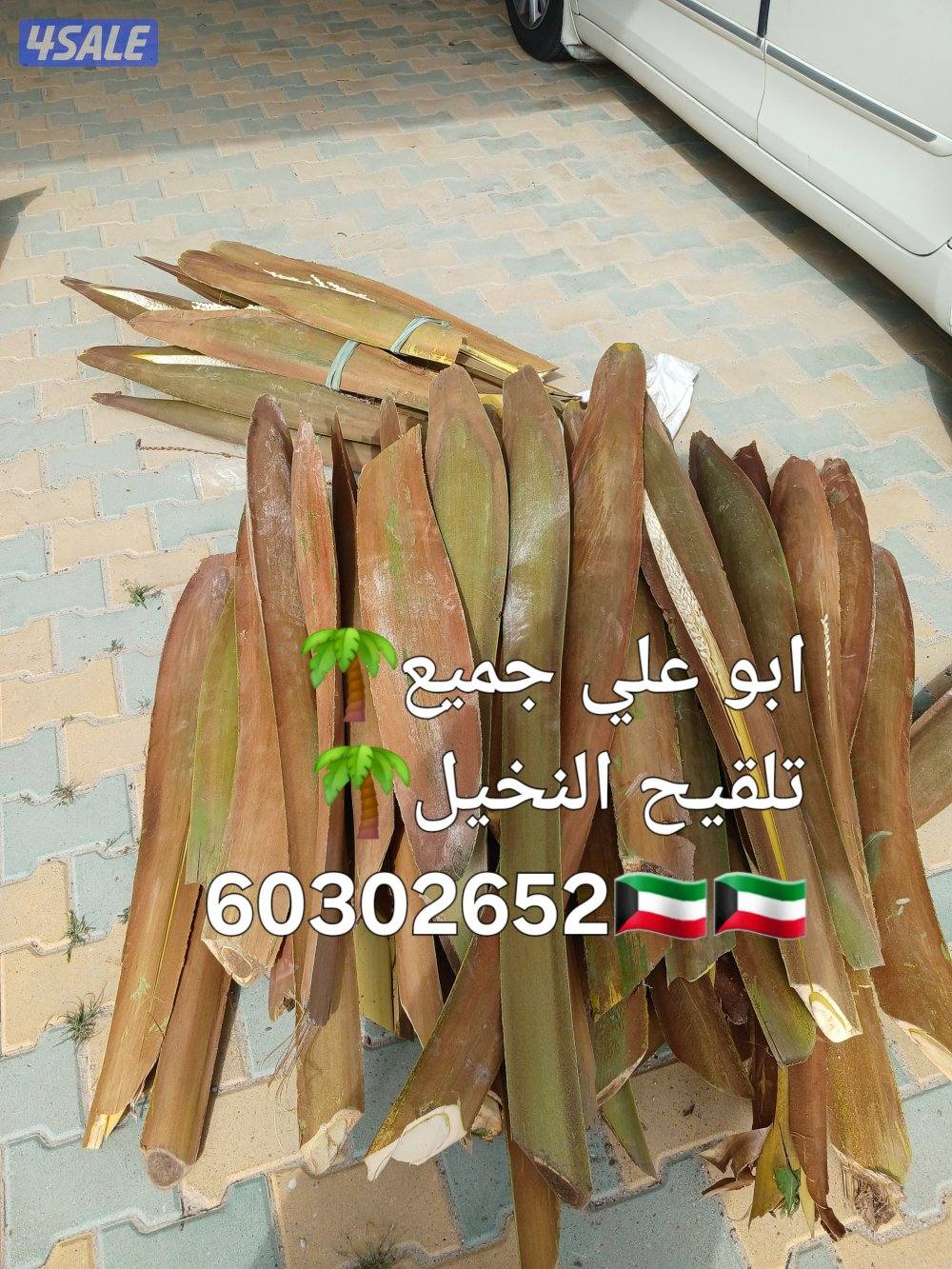 🌴ابو على جميع نظافه النخل🌴 خبره ٢٠ عاما جميع قص الاشجار اسعار مغرية12