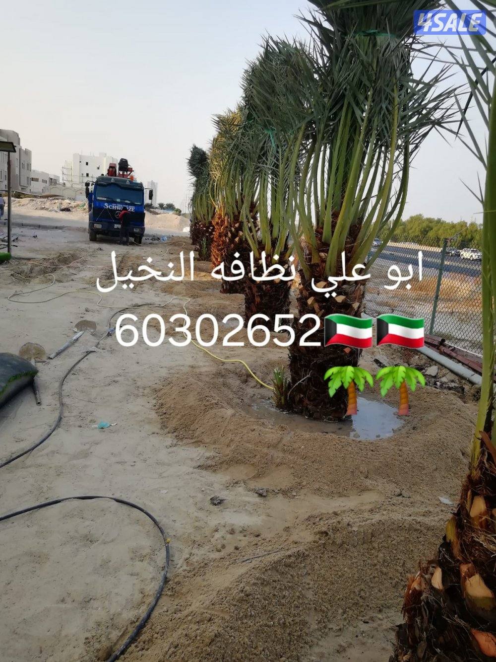 🌴ابو على جميع نظافه النخل🌴 خبره ٢٠ عاما جميع قص الاشجار اسعار مغرية13