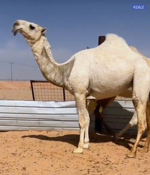 حلاقة وغسيل أبل مزين0