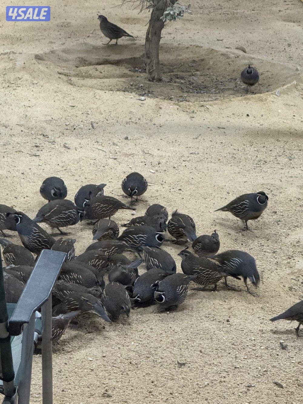 للبيع كليفورنيا0