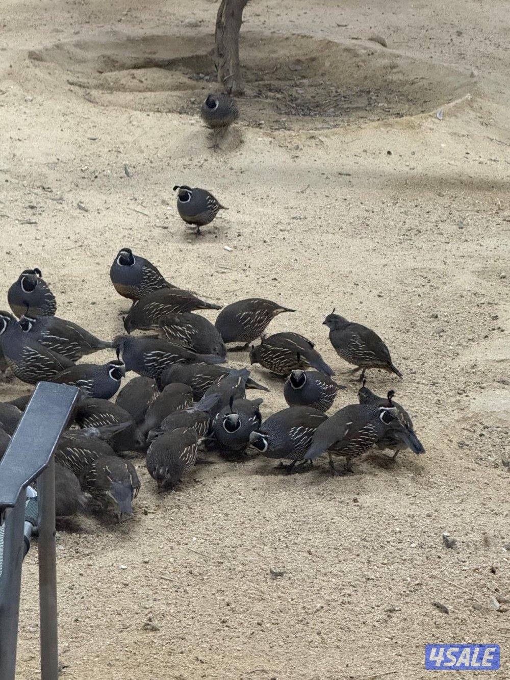 للبيع كليفورنيا2